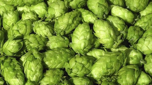 ¿Qué es el lúpulo y por qué es importante en la cerveza?