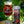 MAUCO RARA Scottish Ale