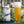 ALAMEDA BEER CO STAVAPIOLA Czech Lager